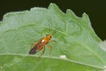 Miridae - Helopeltis sp ? - 10 mm - Mindoro - 27.3.15