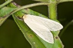 Erebidae - Nishada sp - 16 mm long - Lucena - 29.3.15