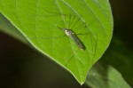 Culicidae - Aedes albopictus - 10 mm - Lucena - 29.3.15