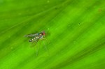 Rhagionidae - Chrysosoma ? - 3 mm - Quezon National Park - 30.3.15