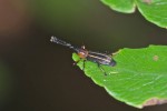 Dryophtoridae - 12 mm - Quezon National Park - 30.3.15