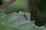 Cerambycidae - 18 mm - Quezon National Park - 23.5.15
