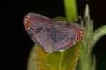Ricaniidae - Ricania sp - 11 mm - Quezon - 30.3.15
