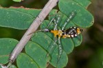 Reduviidae - Harpactorinae sp - 17 mm - Quezon National Park - 30.3.15