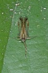 Dictyopharidae - 10 mm - Lucena - 31.3.15