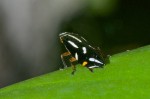 Aphrophoridae - 10 mm - Quezon National Park - 1.4.15