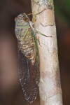 Cicadidae - 40 mm - Quezon National Park - 31.3.15