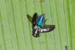 Buprestidae - 14 mm - Quezon National Park - 2.4.15