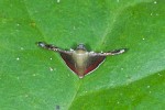 Pyralidae - Endotricha sp - 20 mm env - Quezon National Park - 2.4.15