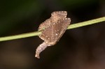 Thyrididae - 13 mm long ? - Ile de Sibuyan - 8.4.15