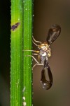 Palopteridae - 10 mm - Sibuyan - 9.4.15