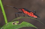 Pyrrhocoridae - Melamphaus faber - 18 mm - Sibuyan . 10.4.15
