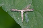 Pterophoridae - Ptephorinae - 25 mm env - May It - 17.4.15