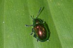 Coleoptera - 13 mm - Quezon National Park - 18.4.15