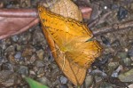 Nymphalidae - Vindula - Vindula dejone - 60 mm envergure - Quezon National Park - 18.4.15
