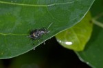 Coleoptera - 7 mm - Quezon National Park - 19.4.15