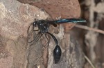 Vespidae - Phimenes curvatus curvatus - 40 mm - Quezon National Park - 19.4.15
