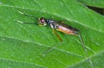 Micropezidae - 9 mm - Romblon - 25.4.15
