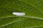 Cicadellidae - Alebra sp ? - 3 mm - Ile de Romblon - 25.4.15