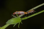 Pyrrhocoridae - Dysdercus poecilus - 10 et 12 mm - Ile de Sibuyan - 3.5.15