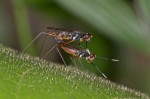 Micropezidae - 10 mm - Romblon - 4.5.15