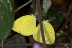 Pieridae - Eurema blandah - 40 mm envergure - Quezon National Park - 8.5.15