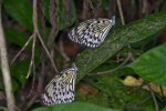 Nymphalidae - Danainae - Idea leuconoe- 50 à 60 mm envergure - Quezon National Park - 8.5.15