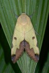 Erebidae - Erebibae - Ophiusa sp - 25 mm long - Quezon National Park - 13.5.15