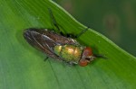Calliphoridae -10 mm - Quezon National Park - 13.5.15
