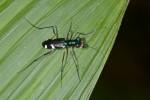Carabidae - Cincidélinae -  - Prothyma hopkinsi ? - 15 mm - Quezon National Park - 18.5.15