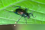 Coleoptera - 12 mm - Quezon National Park - 18.5.15