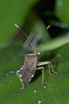 Coreidae - Gonocerini - Cletus ou Cletomorpha - 10 mm - May It - 22.5.15