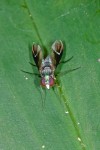 Dolichopodidae - Condylostylus sp ? - Mâle - 8 mm - May It - 22-5.15