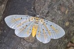 Geometridae - Ennominae - Bracca sp - 50 mm env - Quezon National Park - 23.5.15
