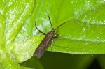 Gelechioidea - Gelechioidea - scythridae - Eretmocera sp - 7 mm - Lucena - 10.10.15