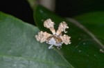 Ricaniidae - Ricania speculum ? - 6 à 7 mm - Talipanan - Ile de Mindoro - 16.10.15