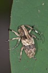 Cerambycidae - 12 mm - Mindoro - 22.10.15