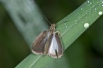 Hesperiidae - Aeromachus plumbeola - 17 mm env - Lucena - 25.10.15