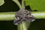 Ricaniidae - Ricania sp - 12 mm - Lucena - 25.10.15