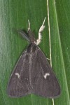 Lymantriinae - Eredibia  - 30 mm envergure ? - May It - 28.10.15
