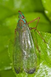 Dictyopharidae - 13 mm - 6.11.15