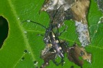 Cerambycidae - 13 mm - Bulusan lake - 7.11.15