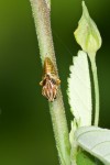 Machaerotidae - 6 mm - Lucena - 11.10.14