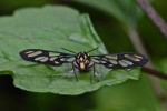 Erebidae - Arctiinae - Syntomini - 30 mm - Hung Duan - 11.1.14