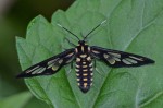Erebidae - Arctiinae - Syntomini- 30 mm envergure - Ding Huan - 11.1.14