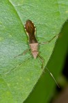 Alydidae - Riptortus sp ? - 17 mm - Romblon - 26.4.15