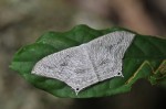 Uraneidae - Micronia sp- 25 mm envergure - Quezon National Park - 23.4.13