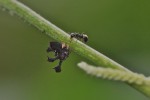 Membracidae - Centrochares horrifficus ? - 5 mm - Palaisdan - 12.5.13
