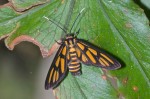 Erebidae - Arctiinae - Syntomini - 10 mm long - Bulusan lake - 10.1.16