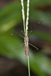 Alydidae - Leptocorisinae - 13 à 14 mm - Bulusan lake - 14.1.16